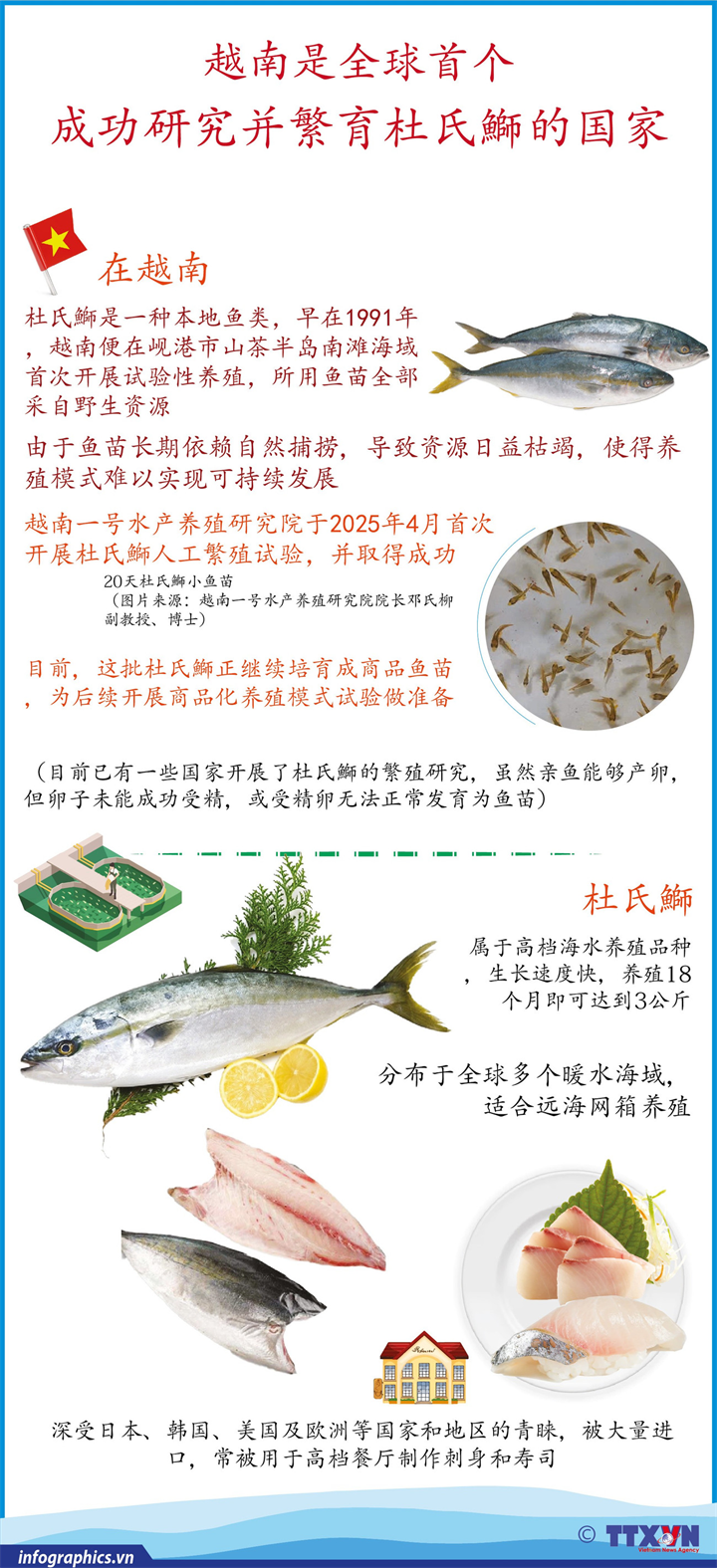 越南是全球首个成功研究并繁育杜氏鰤的国家