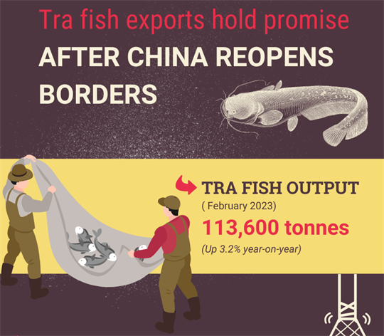 Tra fish exports hold promise after China reopens borders