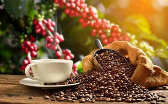 Exportaciones de café de Vietnam aumentan 33,2% en primer semestre