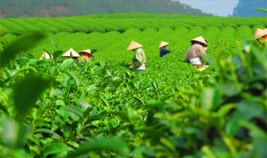 Les exportations de thé en hausse de 30 % au cours du premier semestre 
