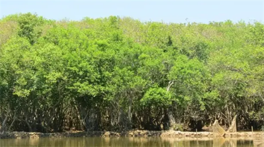 Mitad del ecosistema de manglares en el mundo se dañan