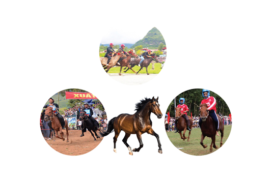 Algunos festivales tradicionales de carreras de caballos en Vietnam