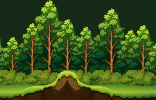 Vietnam registra más de 14,97 millones de hectáreas de bosque