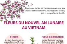 Fleurs du Nouvel An lunaire au Vietnam
