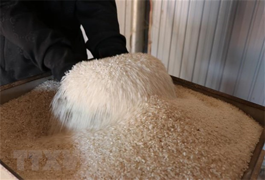 Rice exports surge 54.5% in first four months