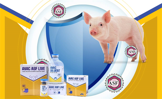 Made-in-Vietnam African swine fever vaccines exported to five countries