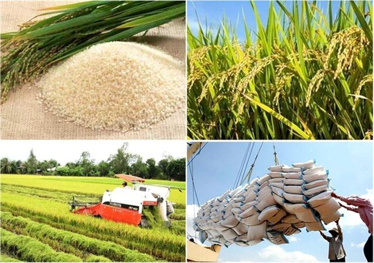 Exportaciones del arroz vietnamita aumentan casi 50% en primeros dos meses de 2024