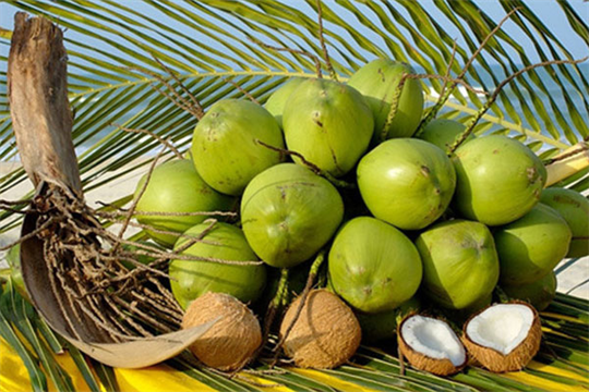 La production de noix de coco devrait atteindre 2,1 à 2,3 millions de tonnes d'ici 2030