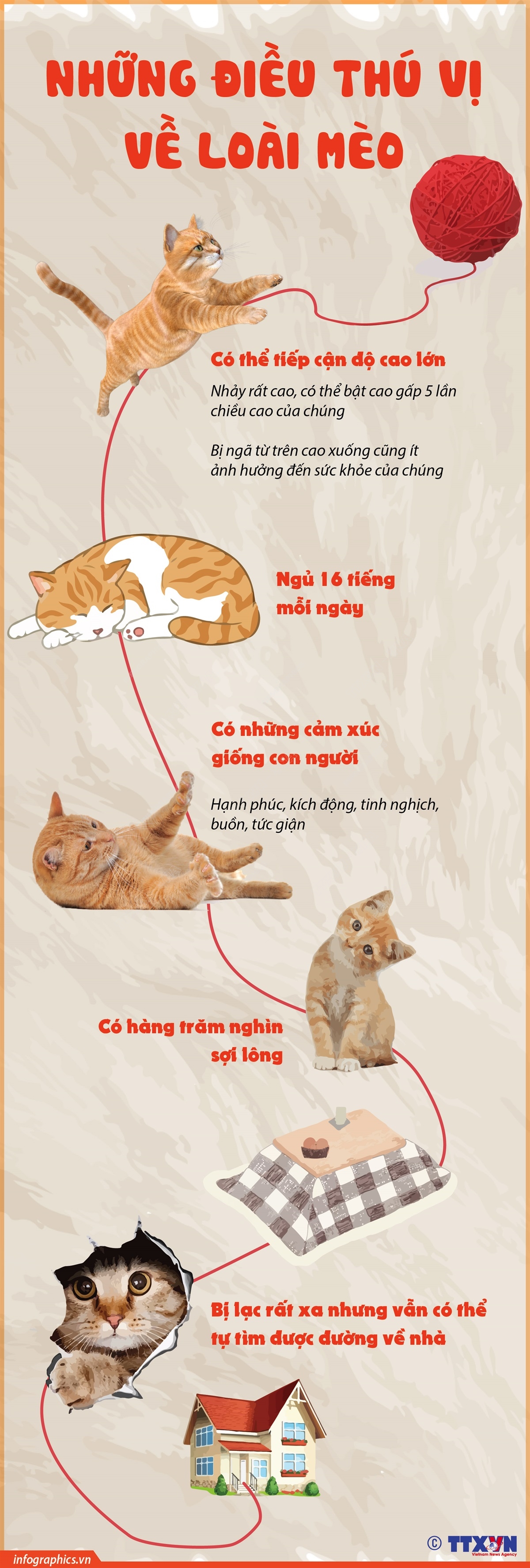 Những điều thú vị về loài mèo