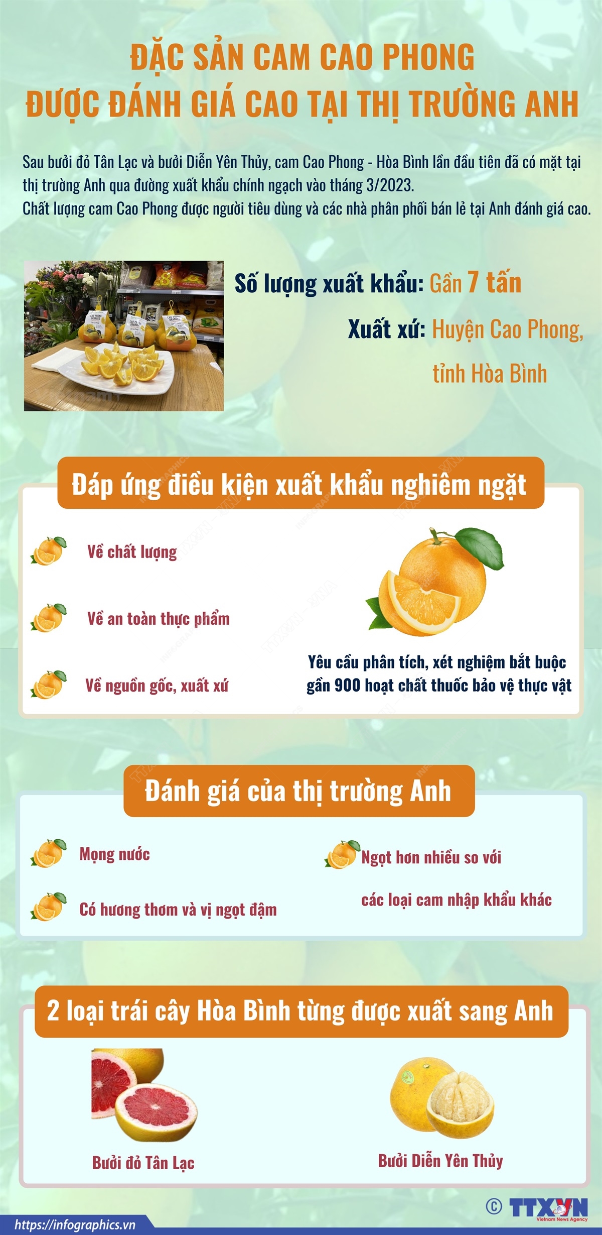 Đặc sản cam Cao Phong được đánh giá cao tại thị trường Anh