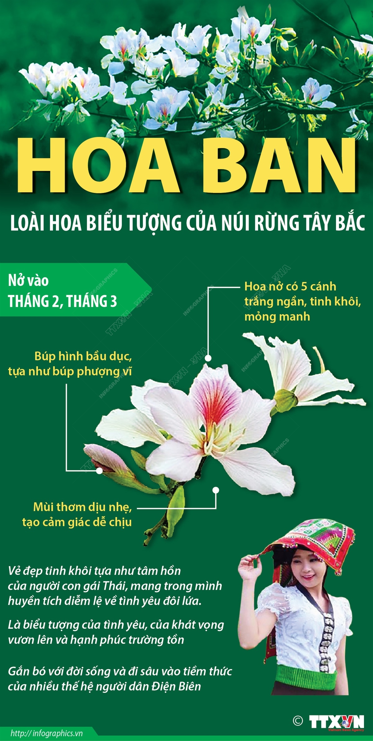 Hoa ban: Loài hoa biểu tượng của núi rừng Tây Bắc