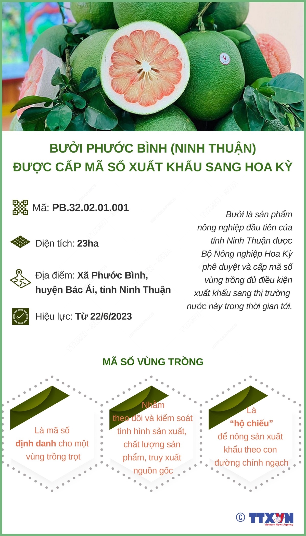 Bưởi Phước Bình (Ninh Thuận) được cấp mã số xuất khẩu sang Hoa Kỳ