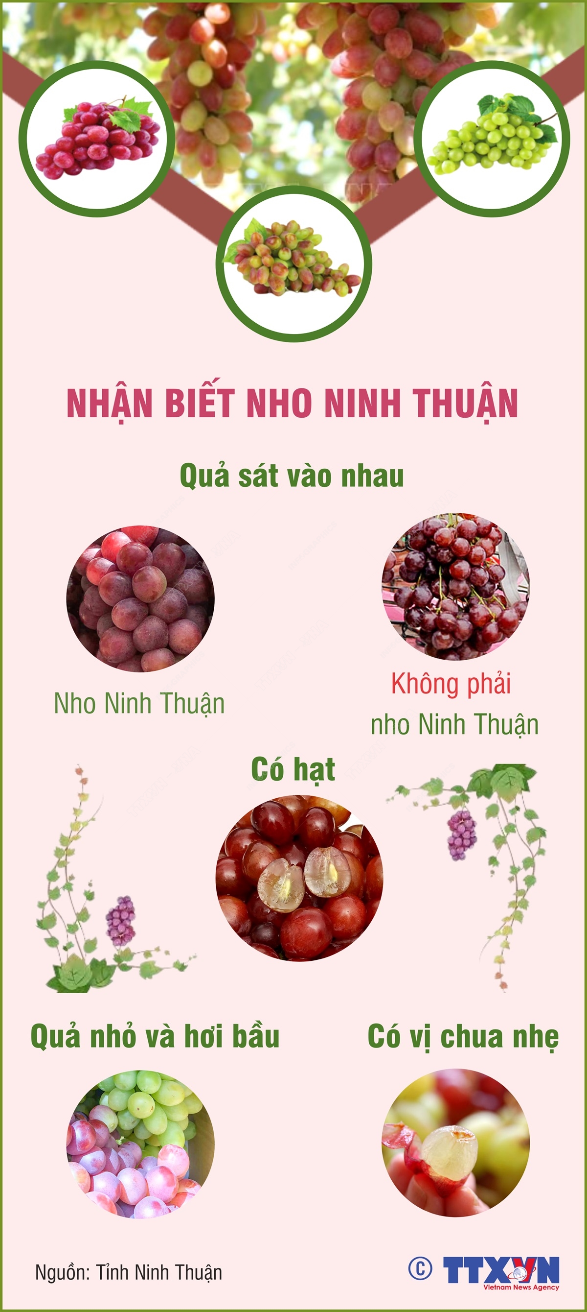 Đặc điểm nho Ninh Thuận