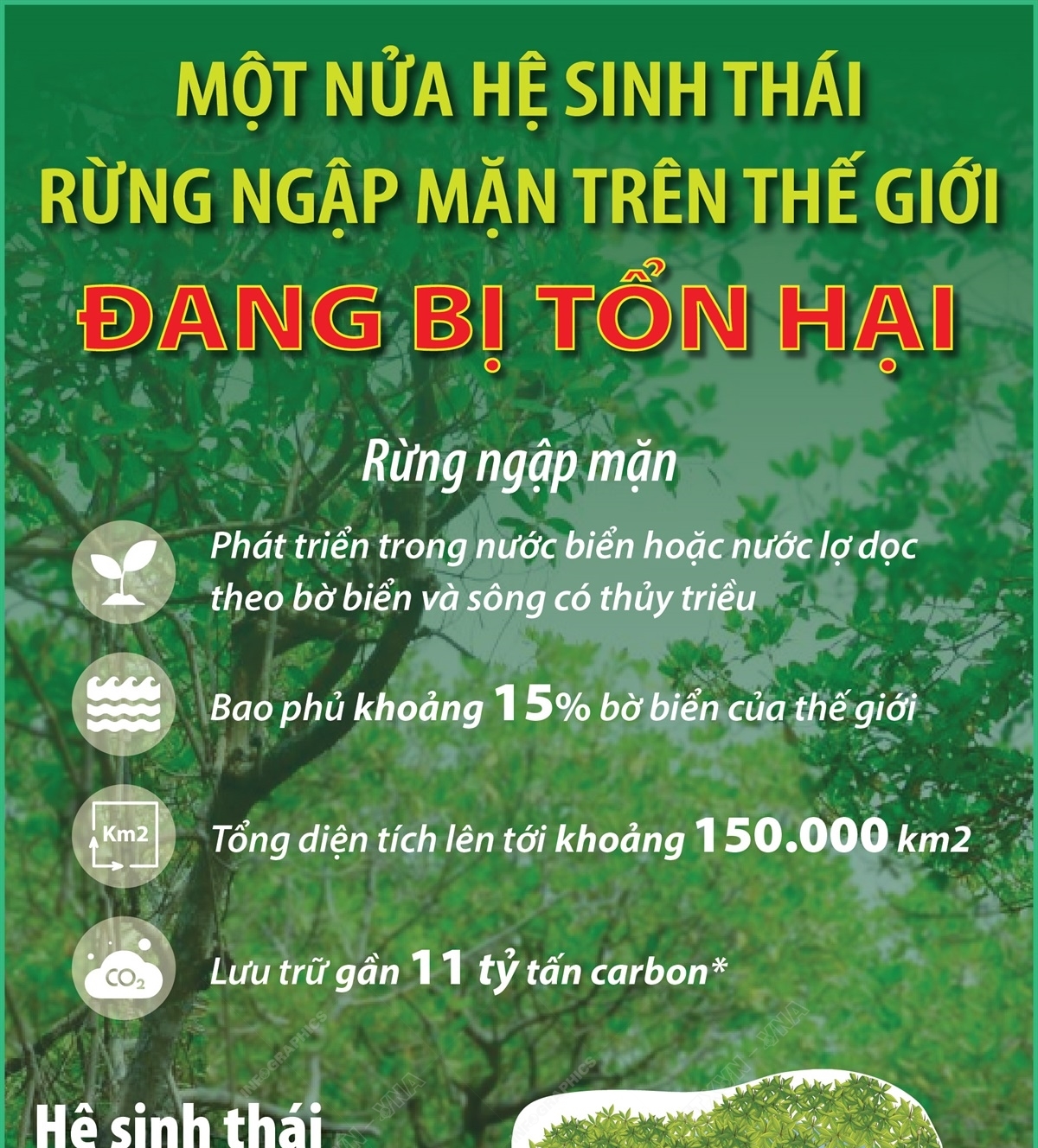 Một nửa hệ sinh thái rừng ngập mặn trên thế giới đang bị tổn hại