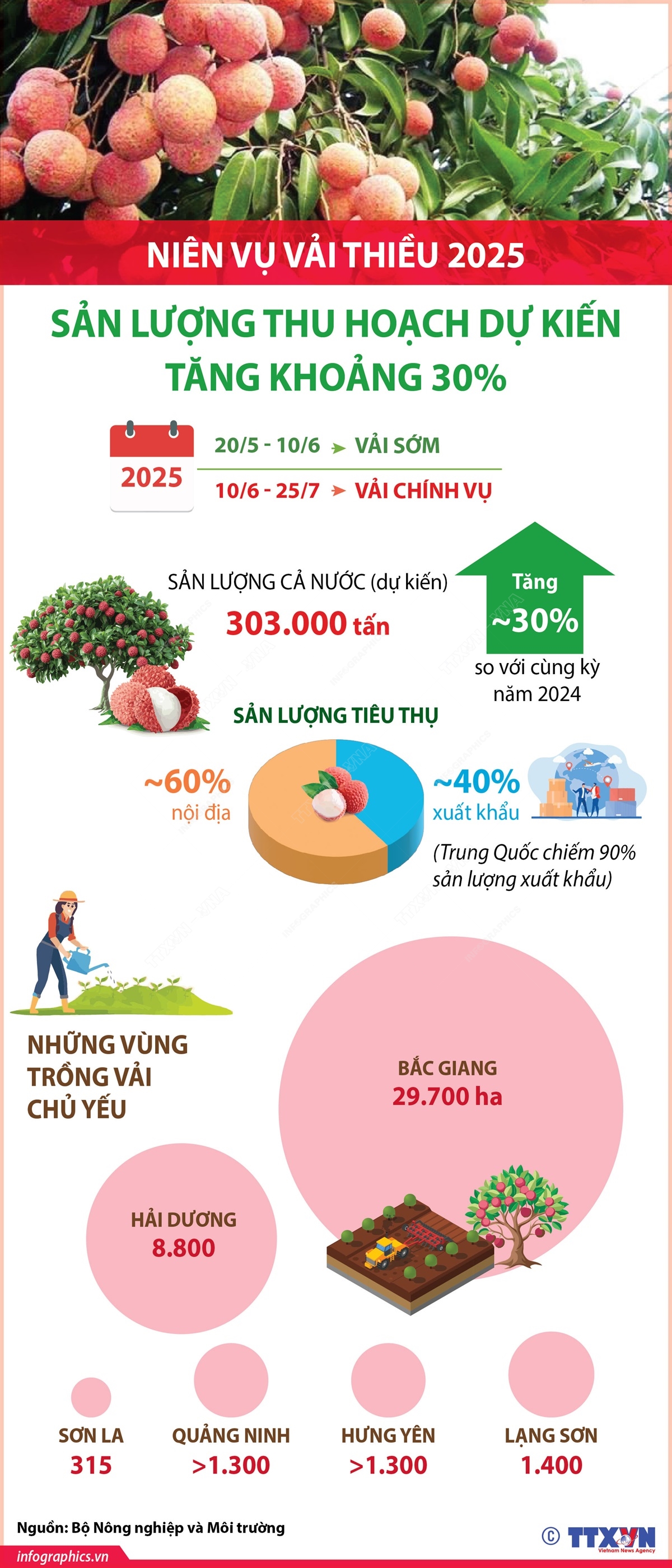 Niên vụ vải thiều 2025:  Sản lượng thu hoạch dự kiến tăng khoảng 30%