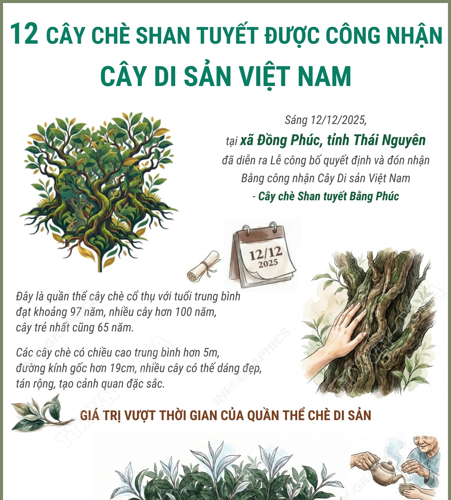 12 cây chè shan tuyết được công nhận là Cây Di sản Việt Nam