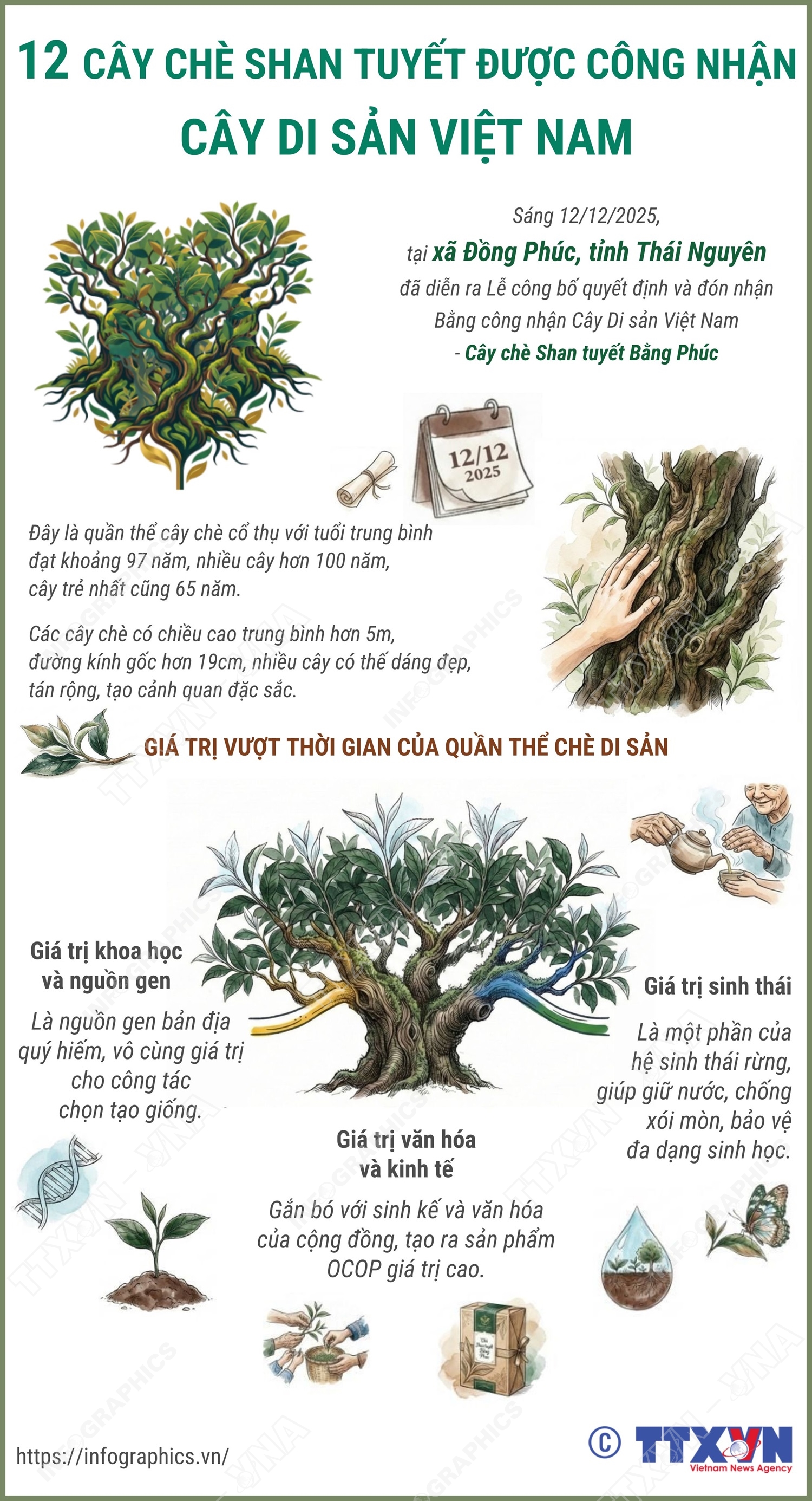 12 cây chè shan tuyết được công nhận là Cây Di sản Việt Nam