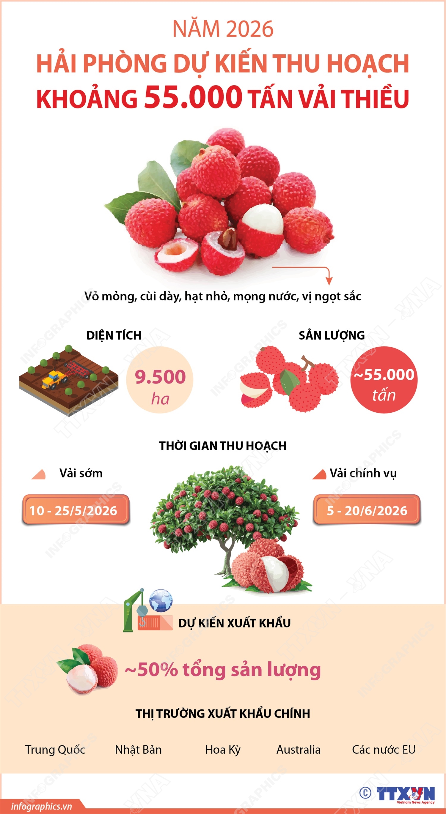 Năm 2026: Hải Phòng dự kiến thu hoạch khoảng 55.000 tấn vải thiều