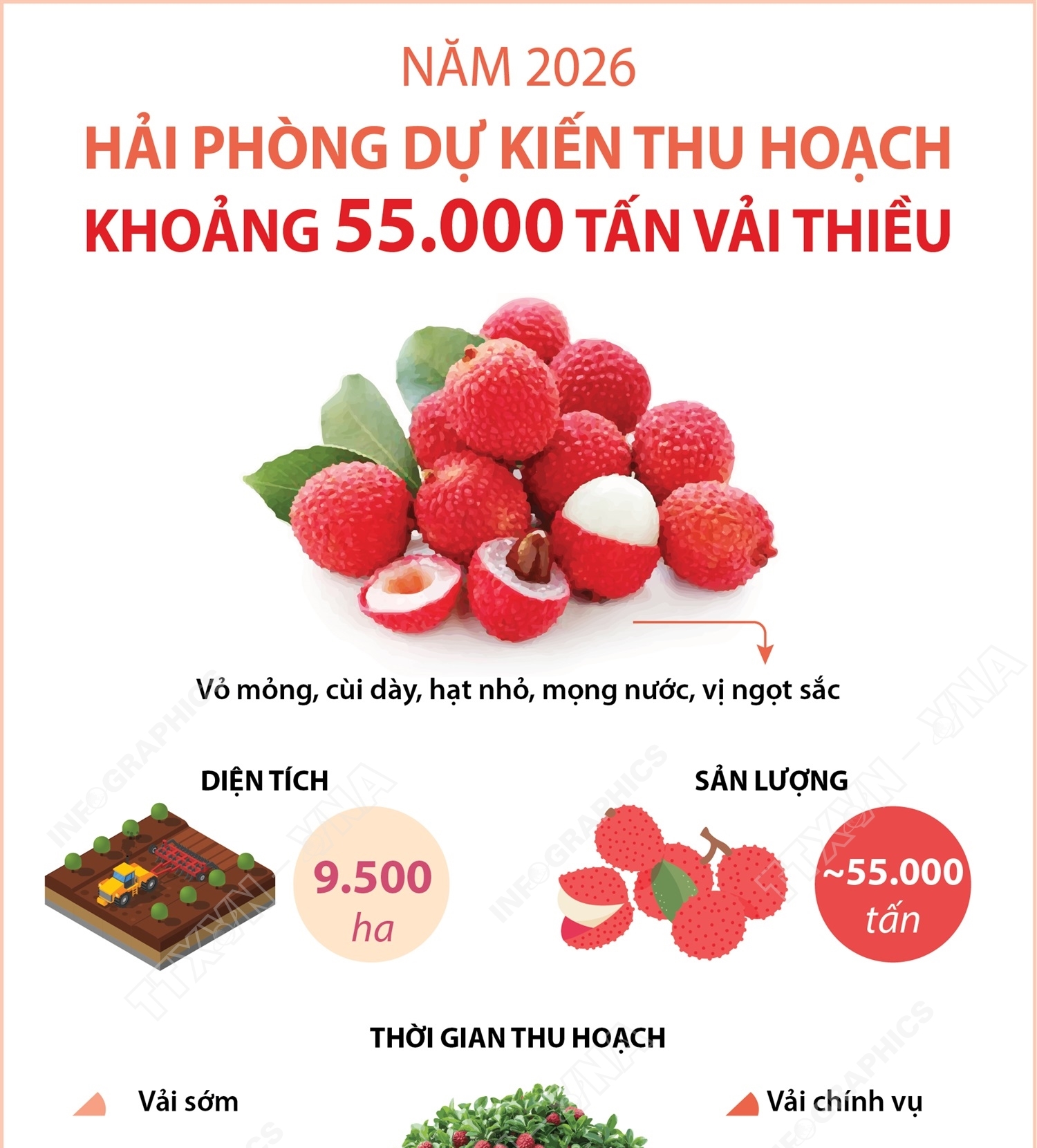 Năm 2026: Hải Phòng dự kiến thu hoạch khoảng 55.000 tấn vải thiều
