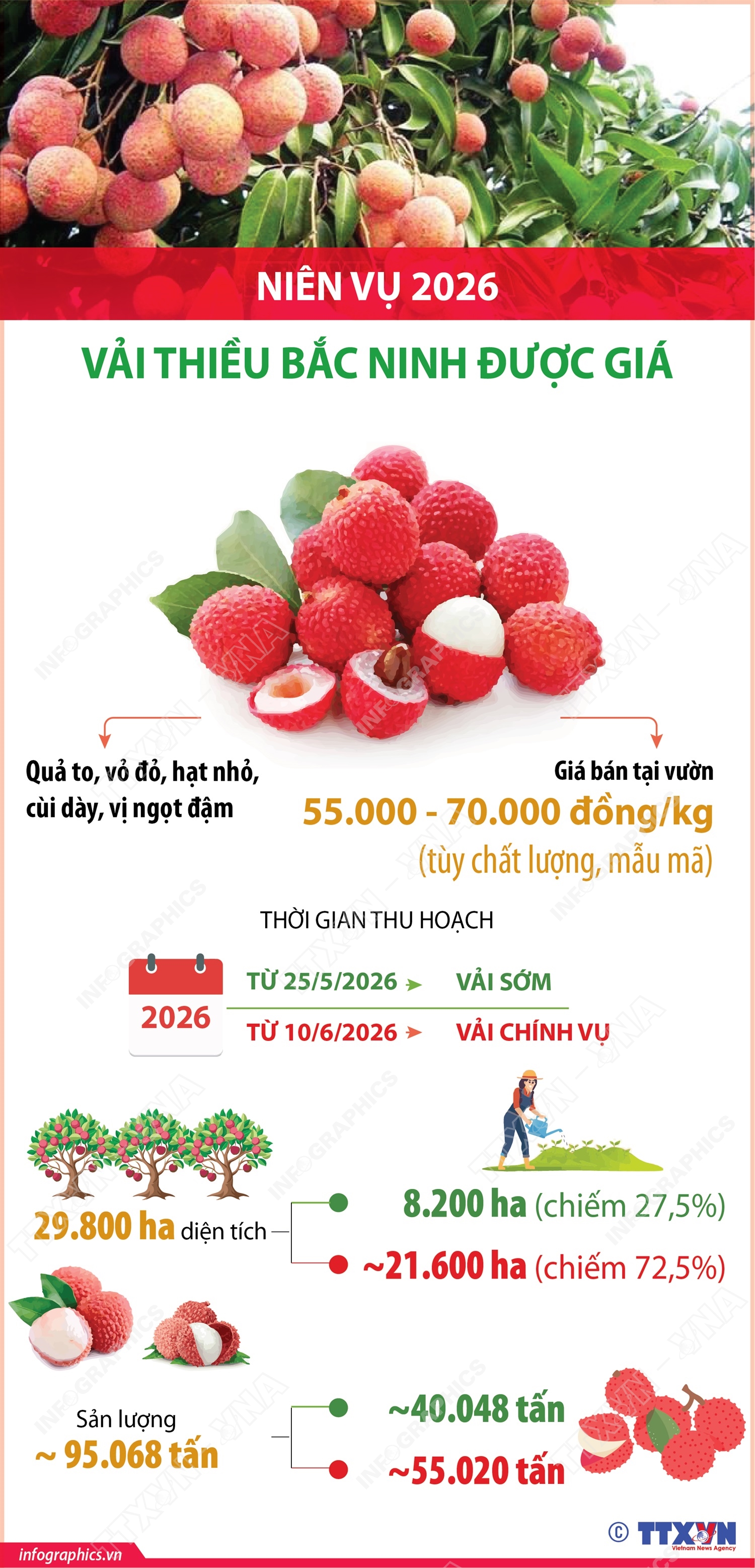 Niên vụ 2026: Vải thiều Bắc Ninh được giá