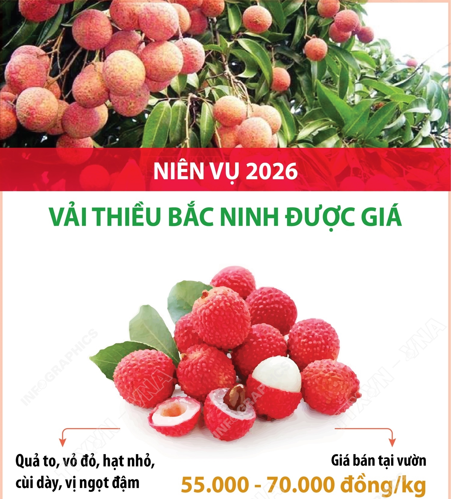 Niên vụ 2026: Vải thiều Bắc Ninh được giá