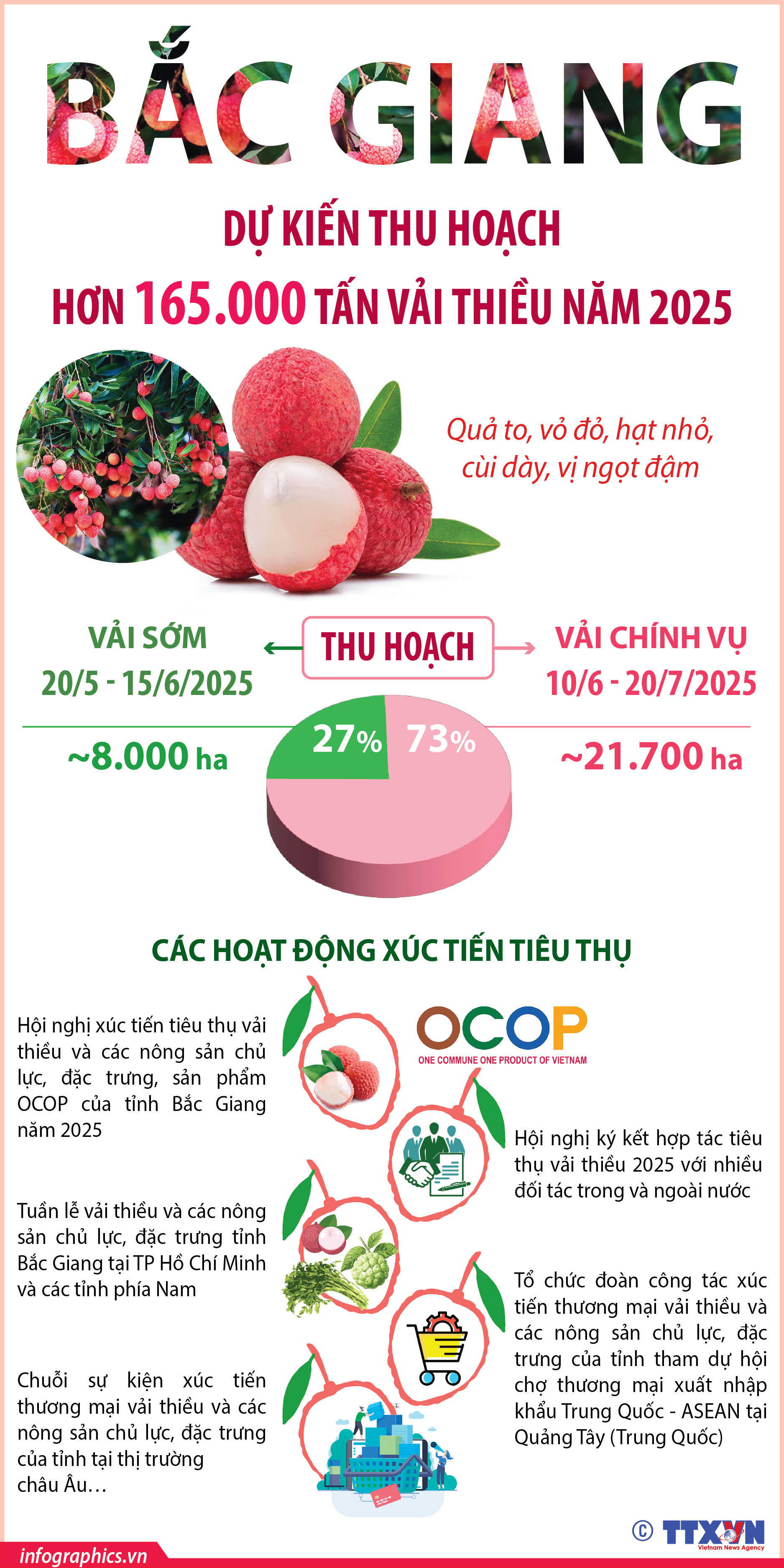 Bắc Giang: Dự kiến thu hoạch hơn 165.000 tấn vải thiều năm 2025