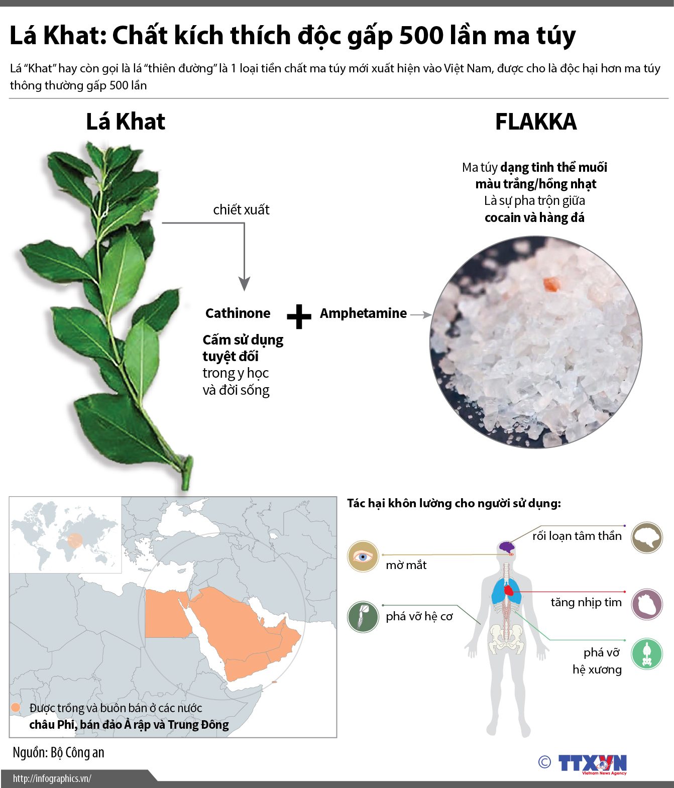Lá Khat: Chất kích thích độc gấp 500 lần ma túy