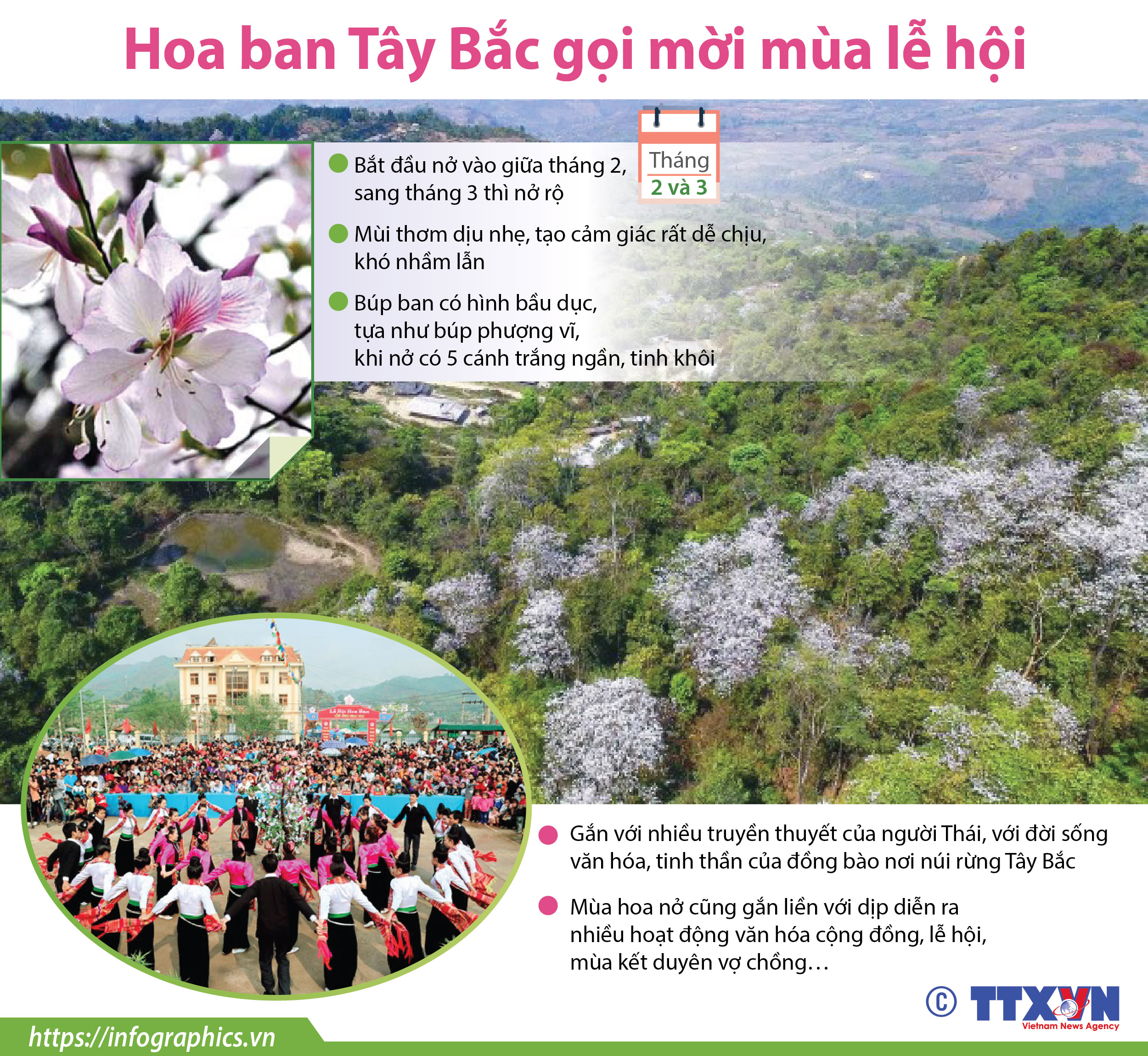 Hoa ban Tây Bắc gọi mời mùa lễ hội