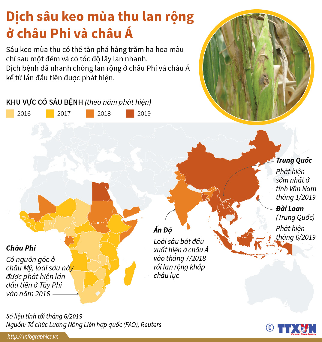 Dịch sâu keo mùa thu lan rộng ở châu Phi và châu Á
