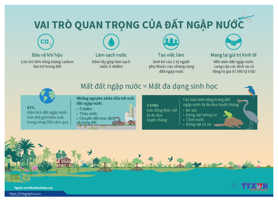 Top hơn 55 về mô hình đất ngập nước kiến tạo mới nhất  Tin học Đông Hòa
