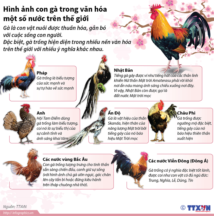Miêu tả hình ảnh con gà trống - Theki.vn