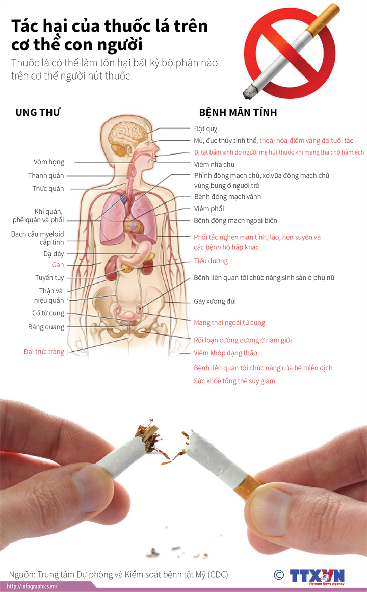 Khám phá các tác hại của thuốc lá đến cơ thể con người và nhận thức được giá trị của sức khỏe là vô giá. Hình ảnh minh họa và giải thích sẽ giúp bạn hiểu rõ hơn về cách thuốc lá tác động đến cơ thể.